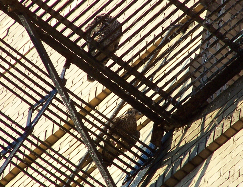 uptown falcons 2004-06-12 03e.jpg