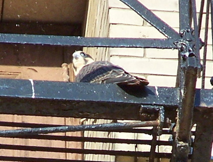 uptown falcons 2004-06-12 06e