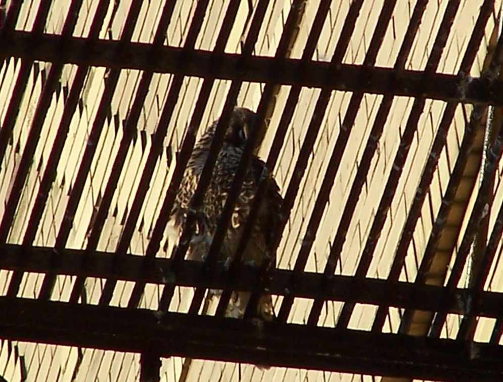 uptown falcons 2004-06-12 12e.jpg