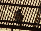 uptown falcons 2004-06-12 12e