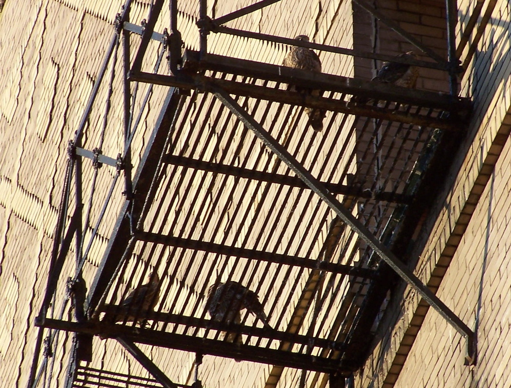 uptown falcons 2004-06-12 16e.jpg