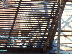 uptown falcons 2004-06-12 26e