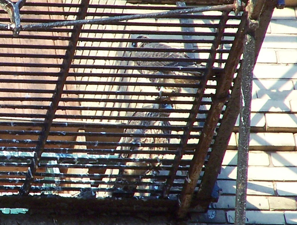 uptown falcons 2004-06-12 26e.jpg