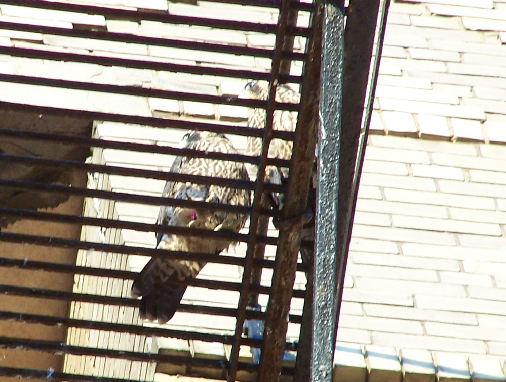 uptown falcons 2004-06-12 30e.jpg