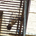 uptown falcons 2004-06-12 30e.jpg
