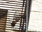 uptown falcons 2004-06-12 30e