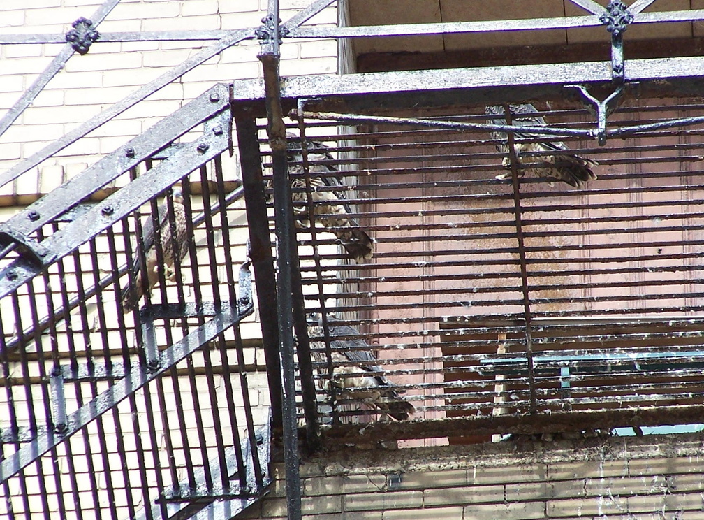 uptown falcons 2004-06-13 07e.jpg
