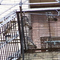 uptown falcons 2004-06-13 07e