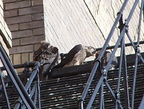 uptown falcons 2004-06-13 13e