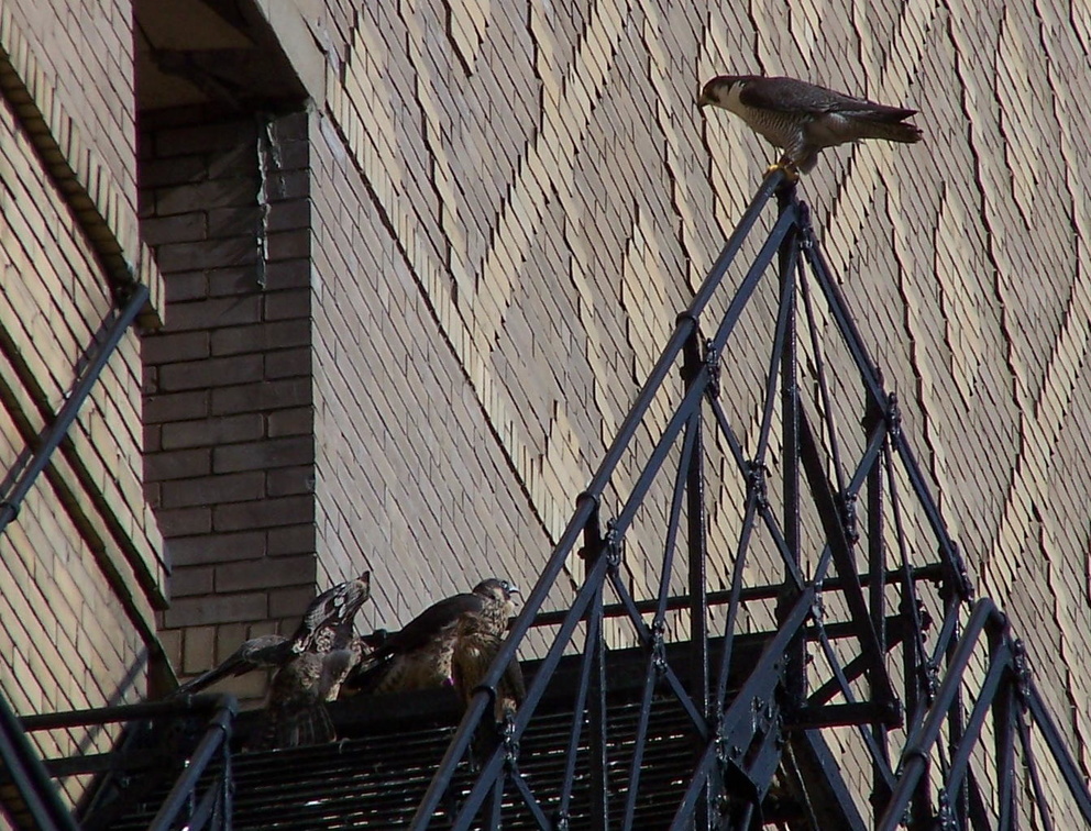 uptown falcons 2004-06-13 20e.jpg