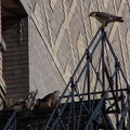 uptown falcons 2004-06-13 20e