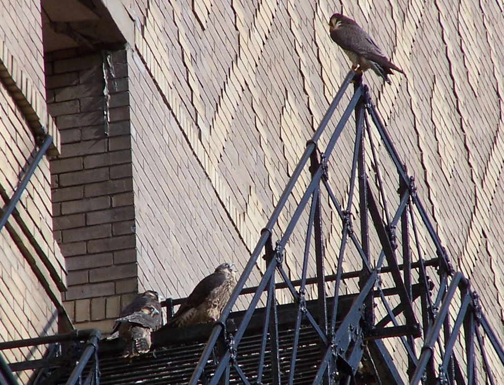 uptown falcons 2004-06-13 23e.jpg