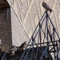 uptown falcons 2004-06-13 23e