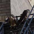 uptown falcons 2004-06-13 28e