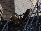 uptown falcons 2004-06-13 28e