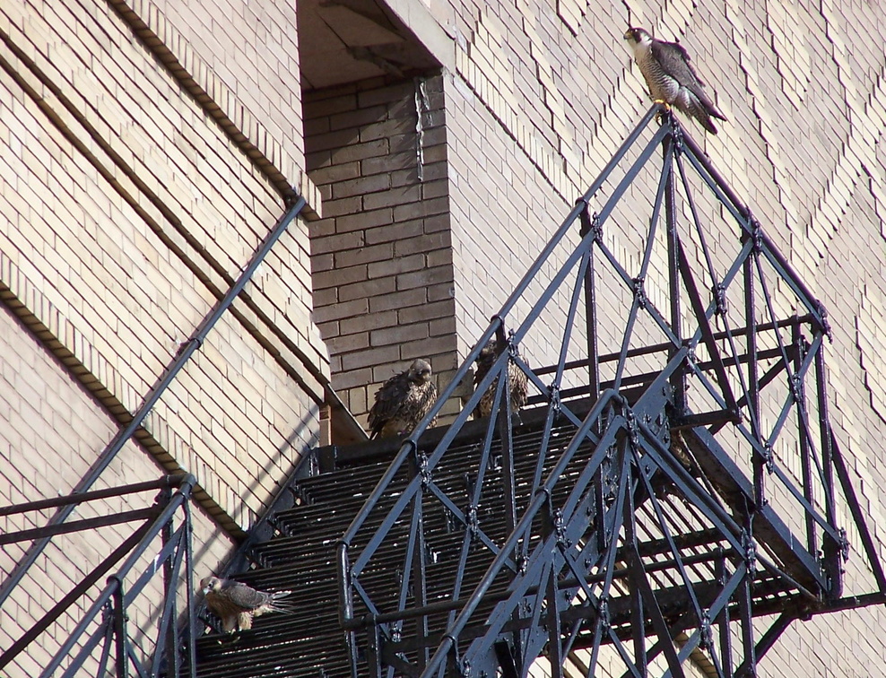 uptown falcons 2004-06-13 38e.jpg
