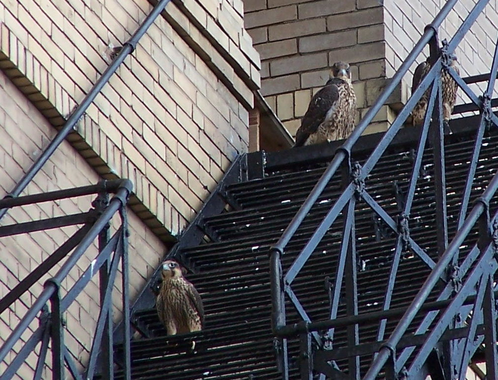 uptown falcons 2004-06-13 40e.jpg