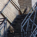 uptown falcons 2004-06-13 40e