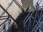 uptown falcons 2004-06-13 40e