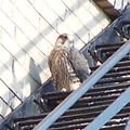 uptown falcons 2004-06-13 64e
