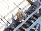 uptown falcons 2004-06-13 64e