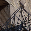 uptown falcons 2004-06-13 74e