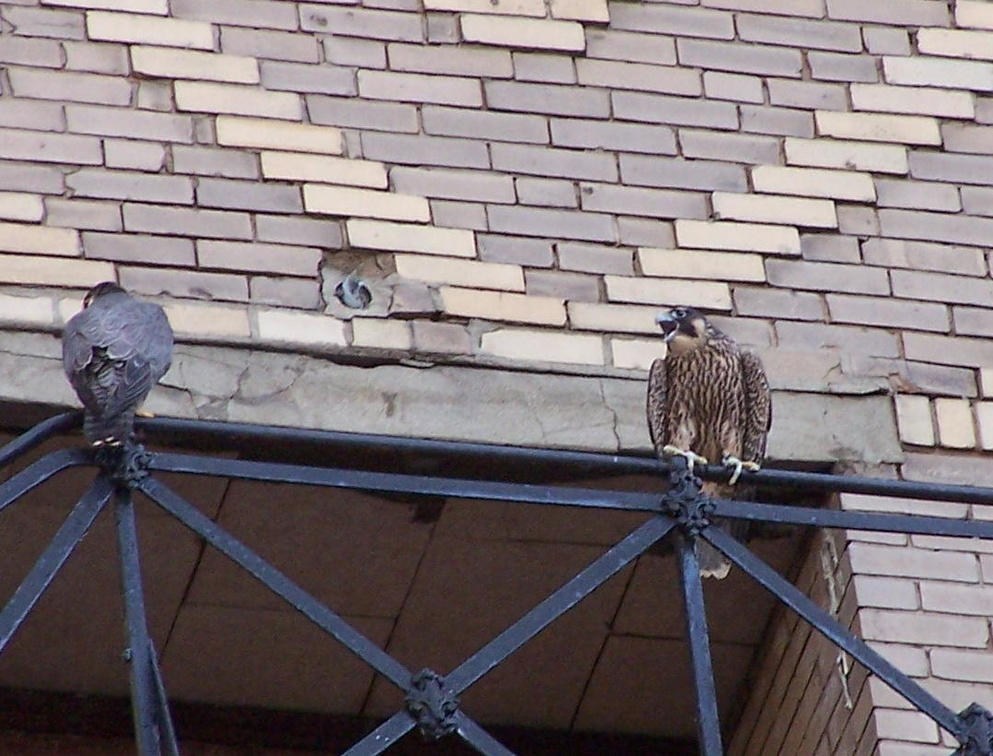 uptown falcons 2004-06-14 10e.jpg
