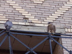 uptown falcons 2004-06-14 10e