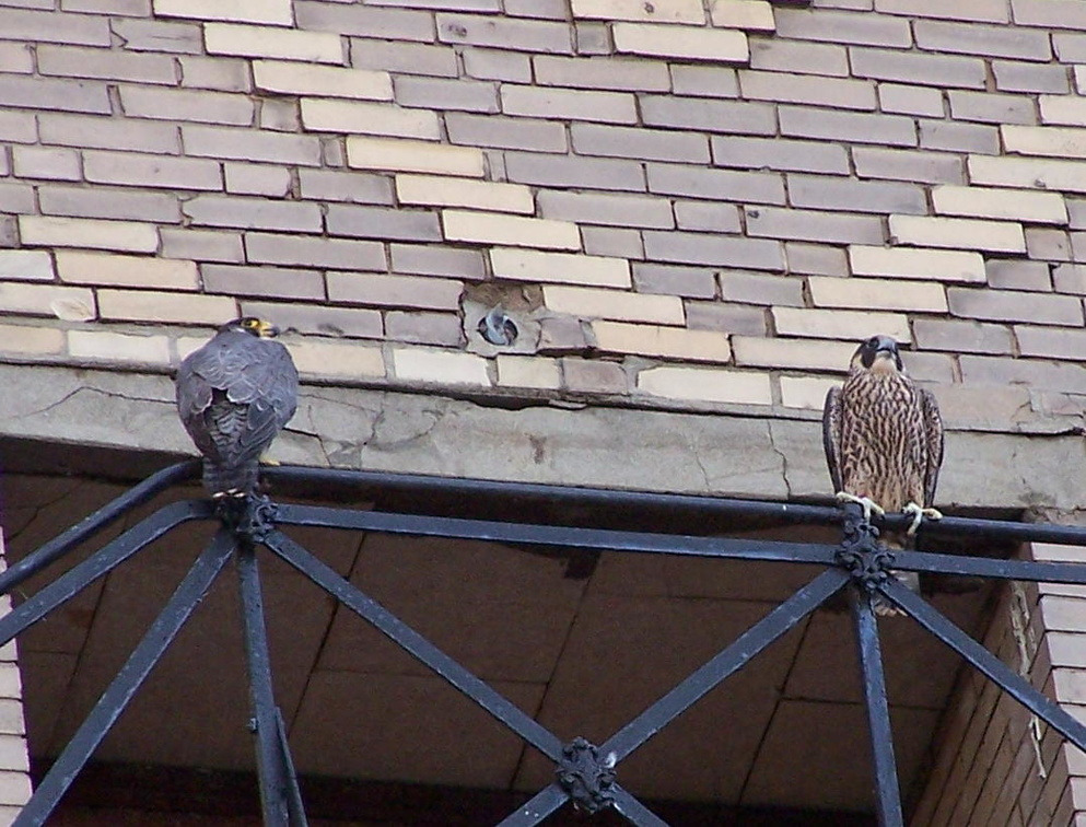 uptown falcons 2004-06-14 12e.jpg