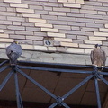 uptown falcons 2004-06-14 12e