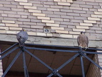 uptown falcons 2004-06-14 12e
