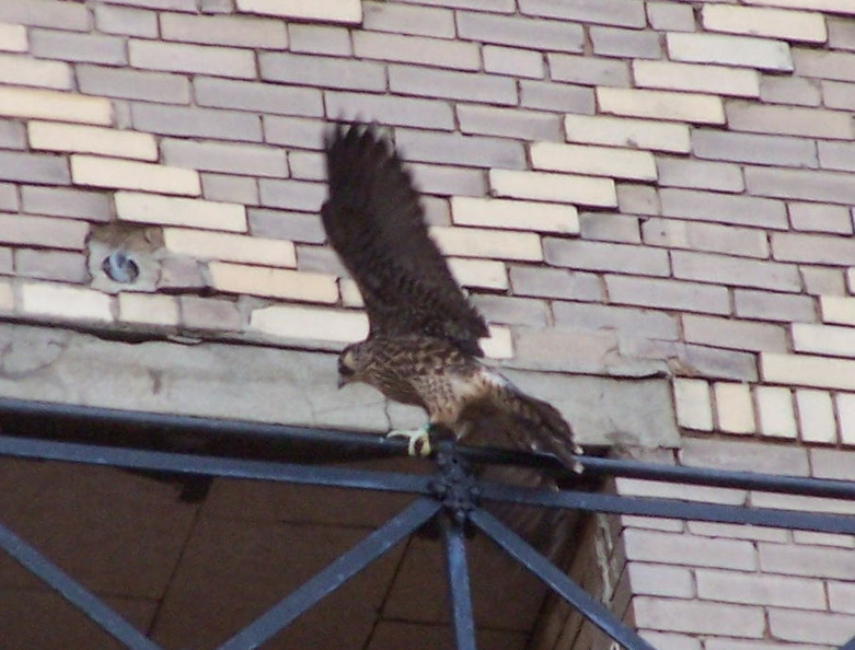 uptown falcons 2004-06-14 13e