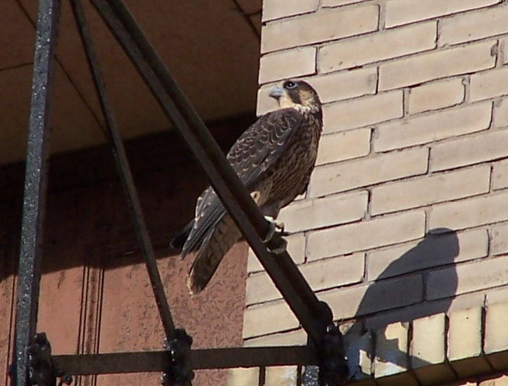 uptown falcons 2004-06-15 02e.jpg