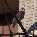 uptown falcons 2004-06-15 02e