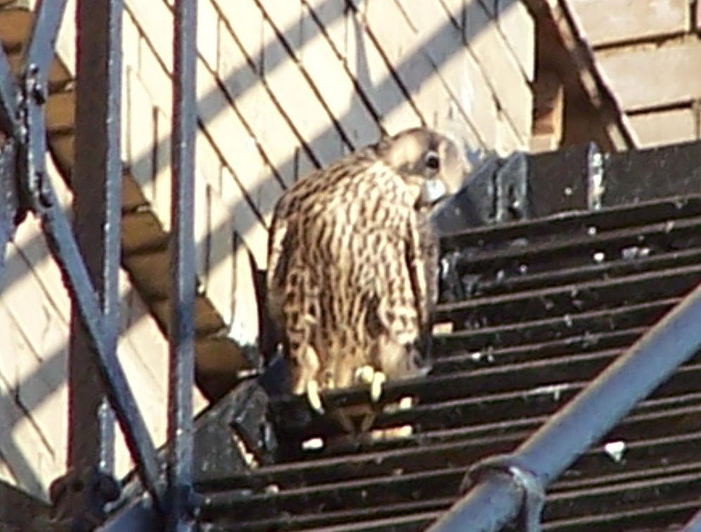 uptown falcons 2004-06-15 04e.jpg