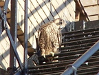uptown falcons 2004-06-15 04e