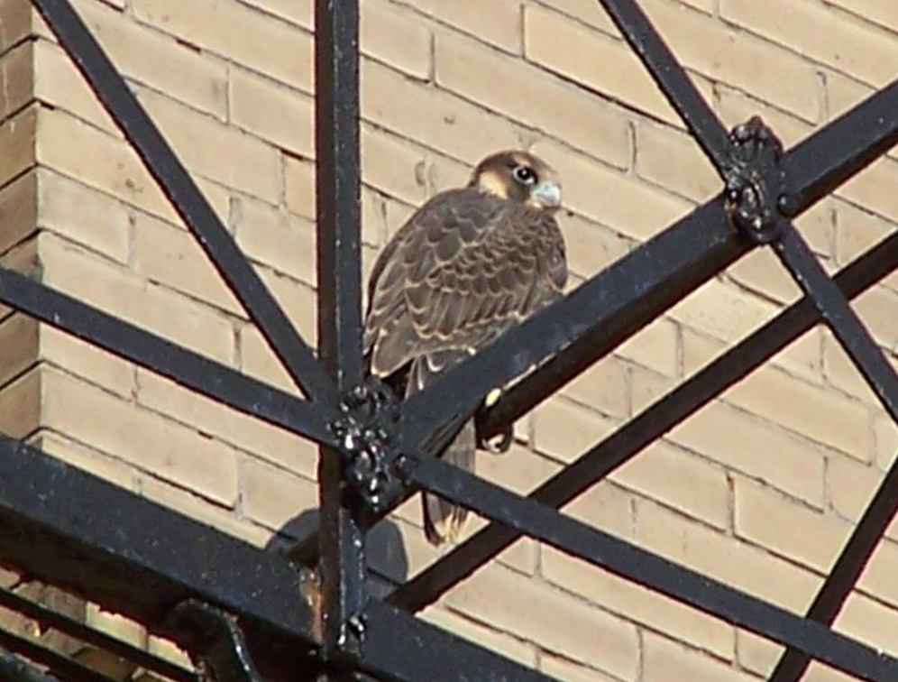 uptown falcons 2004-06-15 05e.jpg