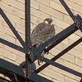 uptown falcons 2004-06-15 05e