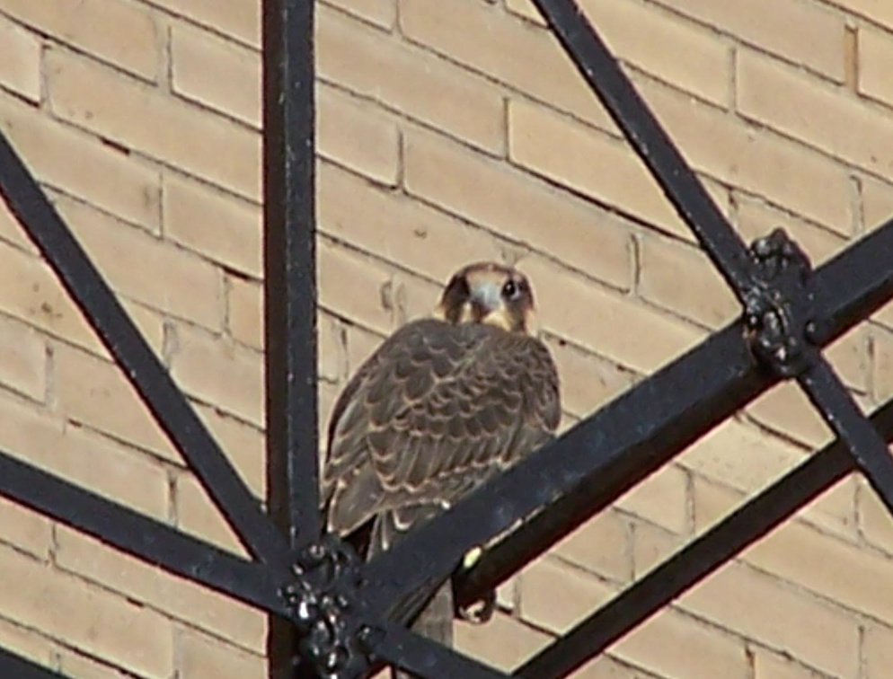 uptown falcons 2004-06-15 06e.jpg