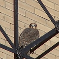 uptown falcons 2004-06-15 06e
