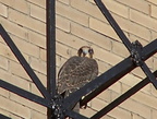 uptown falcons 2004-06-15 06e