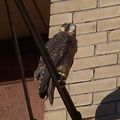 uptown falcons 2004-06-15 09e