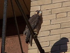 uptown falcons 2004-06-15 09e