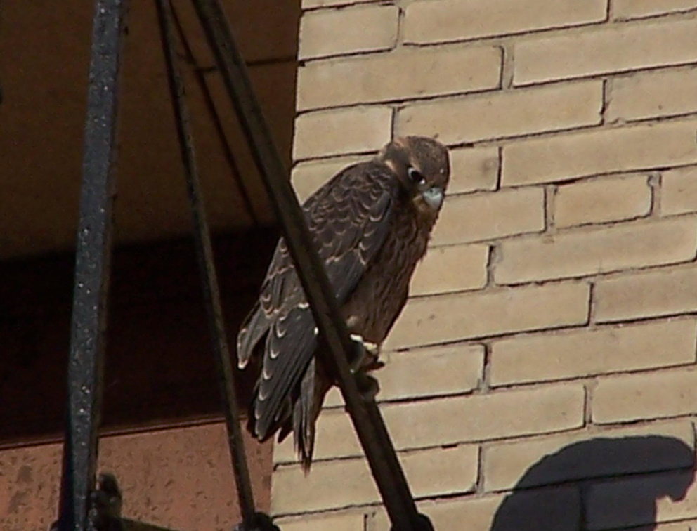 uptown falcons 2004-06-15 07e.jpg