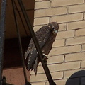 uptown falcons 2004-06-15 07e