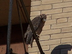 uptown falcons 2004-06-15 07e