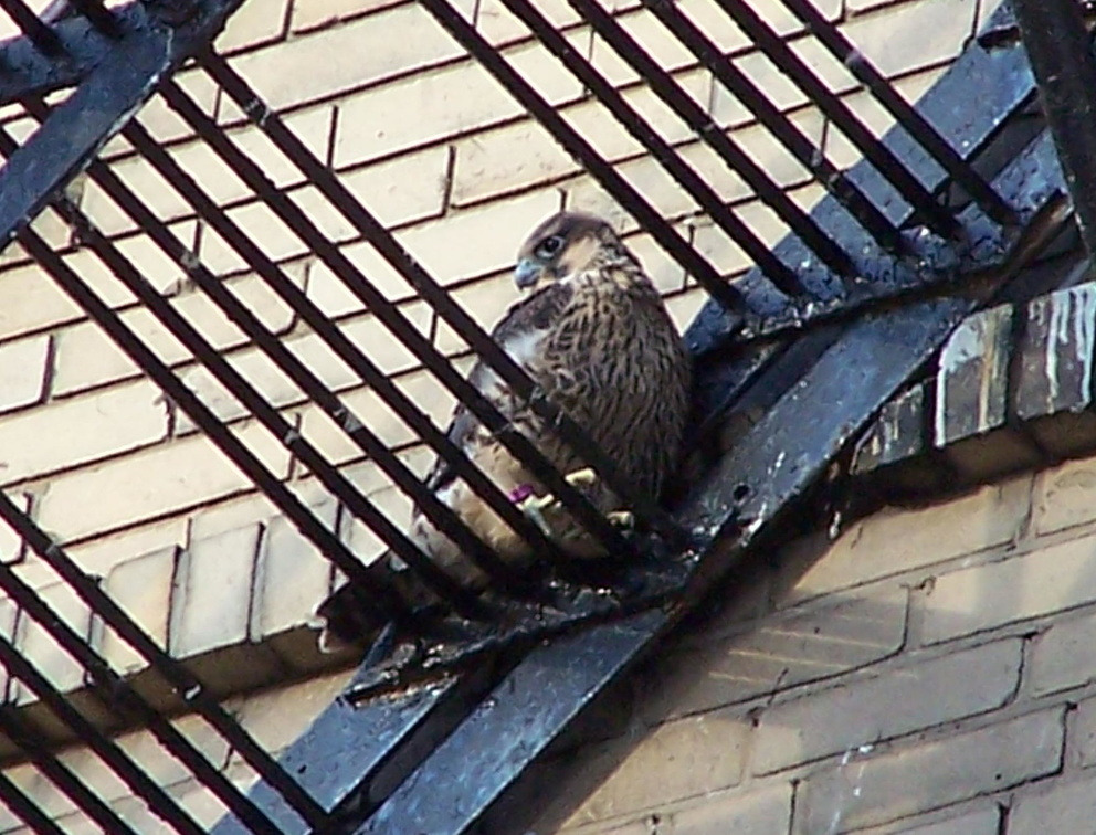 uptown falcons 2004-06-15 12e.jpg