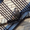 uptown falcons 2004-06-15 12e