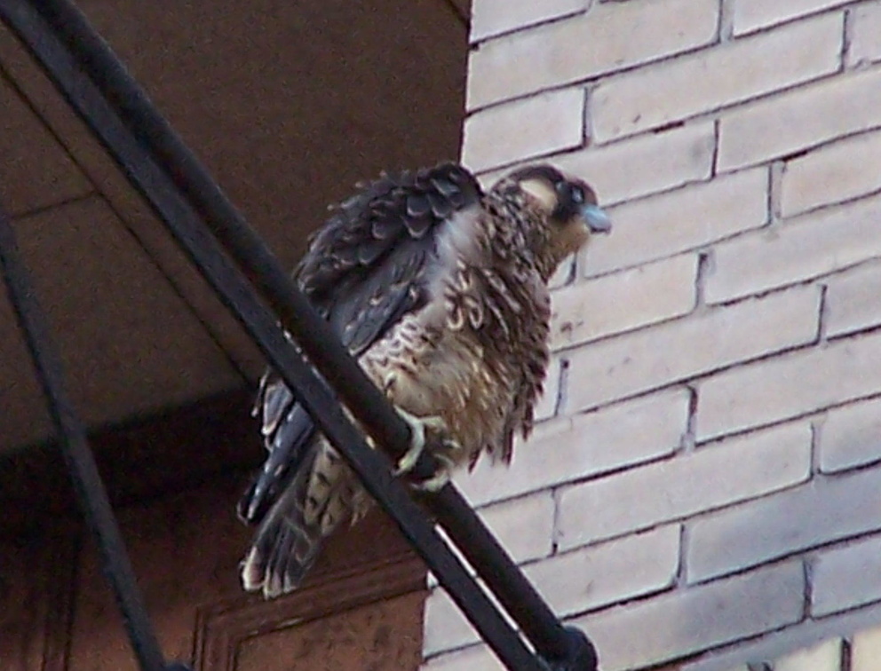 uptown falcons 2004-06-15 14e.jpg