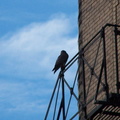 uptown falcons 2004-06-15 26e